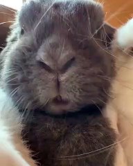 Quand une reine lapine est contente, voici ce que ça donne !