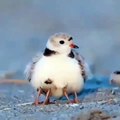 Ces deux oiseaux sont les meilleurs amis du monde. Trop cute !