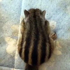 Tod le chipmunk a une manière particulière de manger. Adorable !