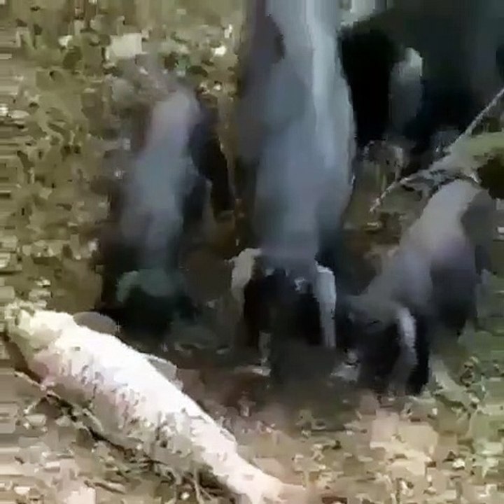 INCROYABLE ! Une bande de cochons sauve un poisson !