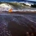 Quand un chien adore plonger dans la mer. Trop chou !