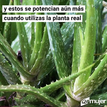 Consejos para aprovechar las vitaminas del Aloe Vera en las rutinas de belleza