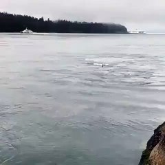 Des orques sauvages font leur show pour les passants. Admirez !