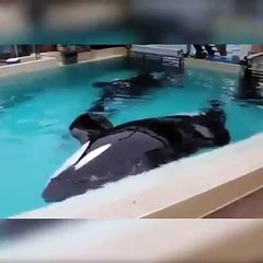 Regardez ces orques sauvages en captivité. Trop mignon !