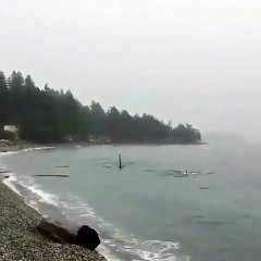 Effrayant ! Regardez comment ce requin est proche du rivage