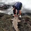 Admirez comment cet homme sauve un requin de la noyade !