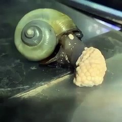 Observez comment cet escargots est en train de pondre plusieurs œufs !