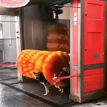 Cette chienne veut se laver comme une voiture. A mourir de rire !