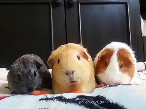 Vous allez tomber amoureux de ces adorables petits hamsters. Trop mimi !