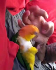 Magnifique ! Admirez le beau plumage de cette perruche !