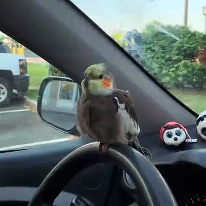 Lorsqu'un perroquet veut conduire la voiture de son maître. Marrant !
