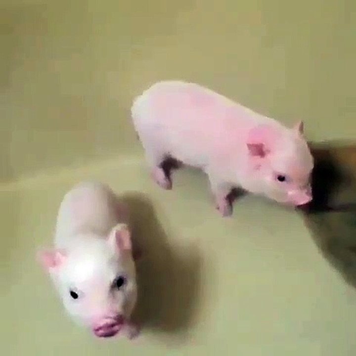 Quand des cochonnets courent pour prendre leur douche. Trop cute !