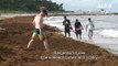 Sargassum seaweed invading Caribbean and Gulf beaches is 