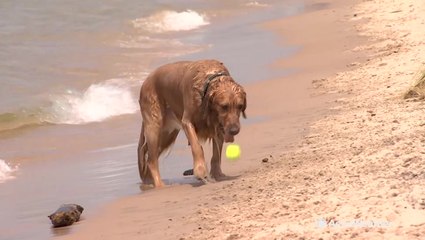 Fun in the sun for dogs and their owners