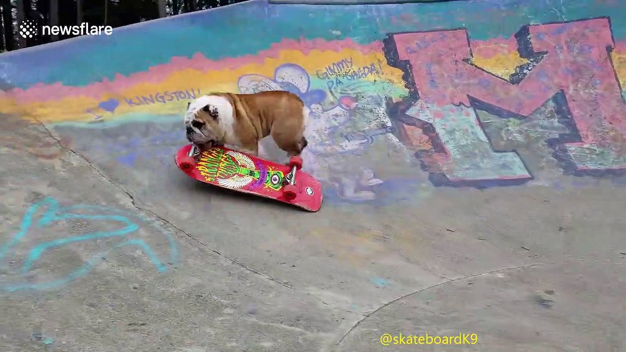 Bulldog 'shreds' it on the skateboard