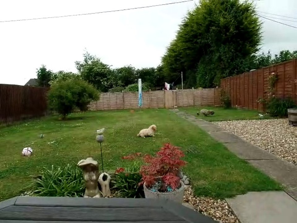 cockapos playing outside.