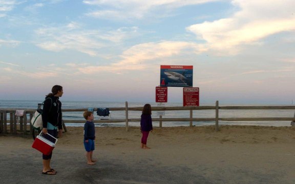 Shark Attacks Are Happening More in Unexpected Places As Water Gets Warmer, Study Finds