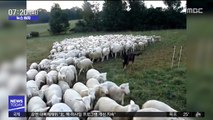 [뉴스터치] 영국서 양치기 개 훔치는 도둑 기승…양떼 절도 노려