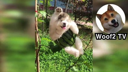the story of cute and pretty animals