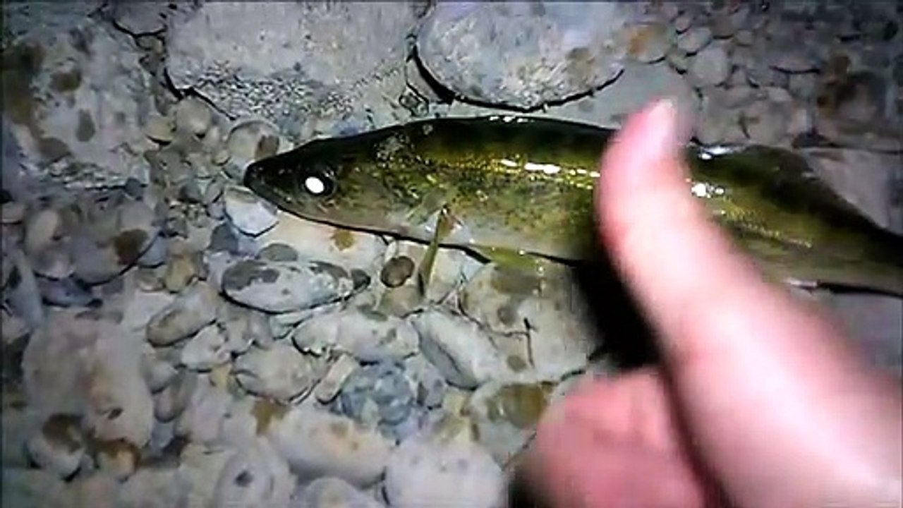 MCH 151 NIGHT FISHING GLENIFFER LAKE ALBERTA CANADA.DOLLAR STORE LIGHT WORKS GREAT AT NIGHT FOR CAMERA VIDEO.THE COST OF LIGHT WAS $1.25 .
