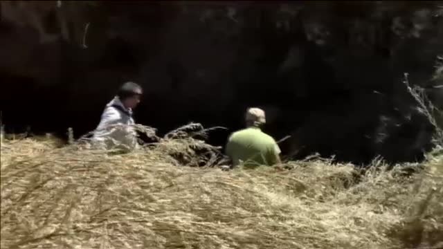 Rescatan a las 14 ranas del Loa supervivientes y las trasladan a Santiago de Chile