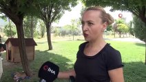Şikayet 5 yavru köpeği annesiz bıraktı