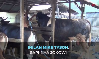 Inilah Mike Tyson, Sapi-Nya Jokowi