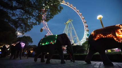 Shanghai zoo opens for night visits