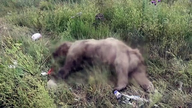 Tüfekle vurulmuş bozayı bulundu - ARDAHAN
