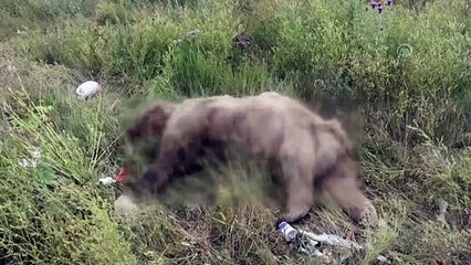 Tüfekle vurulmuş bozayı bulundu - ARDAHAN