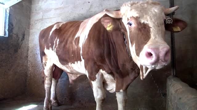 1,5 tonluk Herkül alıcısını bekliyor