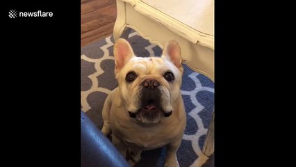 Angry French bulldog throws a tantrum like a child over Cheerios