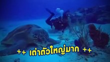 ใหญ่เว่อร์วัง !! นี่อาจจะเป็นเต่าที่ตัวใหญ่ที่สุดตั้งแต่เคยถ่ายได้มา