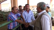 Hayvan pazarında kurban hareketliliği