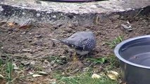 SVP - OISEAU à identifier (Aisne, Picardie)