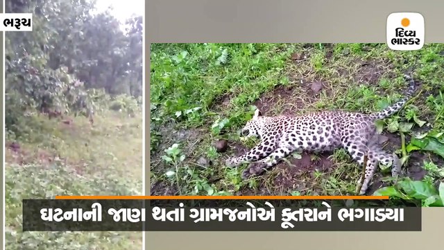 ભાગોરી ગામમાં 8 કુતરાએ દીપડાના બચ્ચાનો શિકાર કર્યો, વન વિભાગે પોસ્ટમોર્ટમની કાર્યવાહી હાથ ધરી