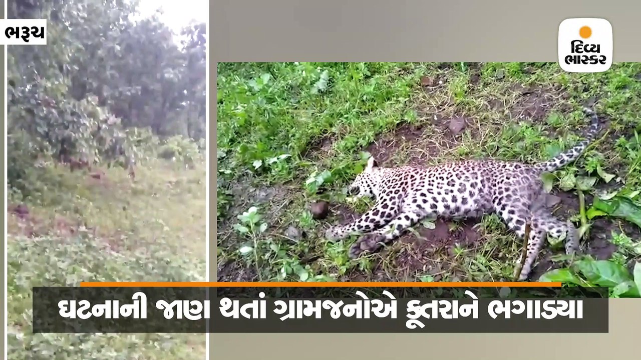 ભાગોરી ગામમાં 8 કુતરાએ દીપડાના બચ્ચાનો શિકાર કર્યો, વન વિભાગે પોસ્ટમોર્ટમની કાર્યવાહી હાથ ધરી