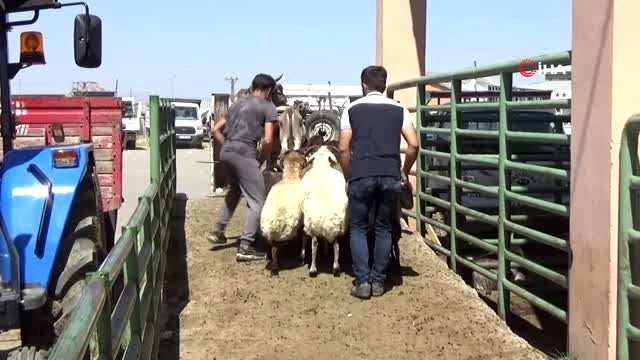 Hayvan pazarında kurban hareketliliği
