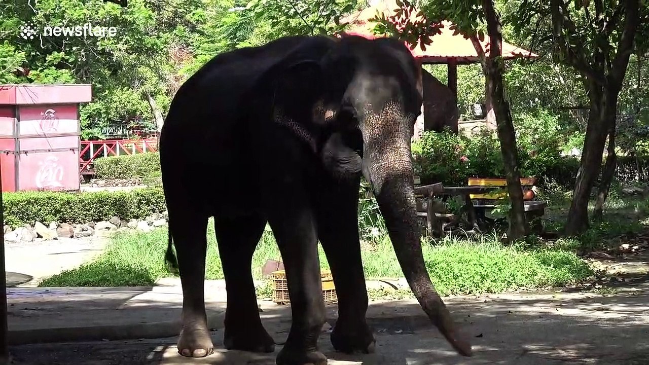 Revealed: Inside the Thai zoo dropped by Asia's biggest travel agency for 'abusing' animals