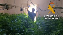 Dos detenidos y mil plantas de marihuana halladas en un cortijo