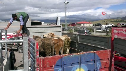 Hayvan pazarında Bayram öncesi durgunluk hakim