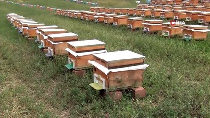Tokat'ta bal hasadı başladı