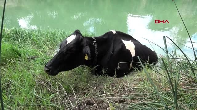 KARABÜK ÇAYIN İÇERİSİNDE ÇAMURA SAPLANAN İNEĞİ İTFAİYE KURTARDI