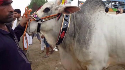 LAY LIYA G HUMNE B SOODA MAAR LIYA BAKRA EID 2019