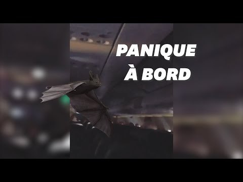 Cette chauve-souris a voulu rejouer Des serpents dans l'avion