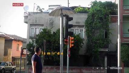 Kumru ve yavrularını sıcaktan şemsiyeyle korudular