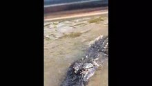 À la rencontre des alligators