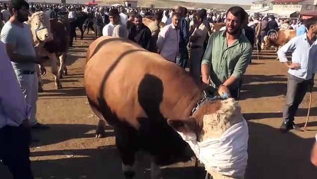 Doğu'da kurban pazarlarında hareketlilik sürüyor - AĞRI