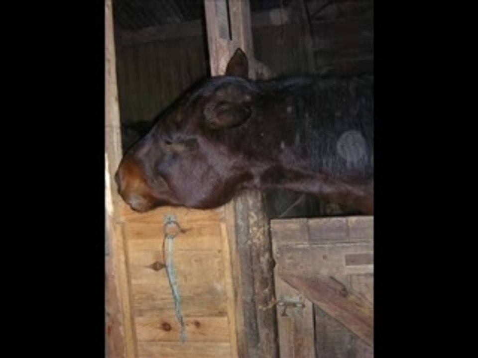 chevaux bêtisier