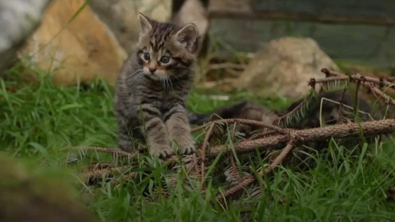 Birth of Scottish wildcat kittens is sign of hope for species, conservationists say